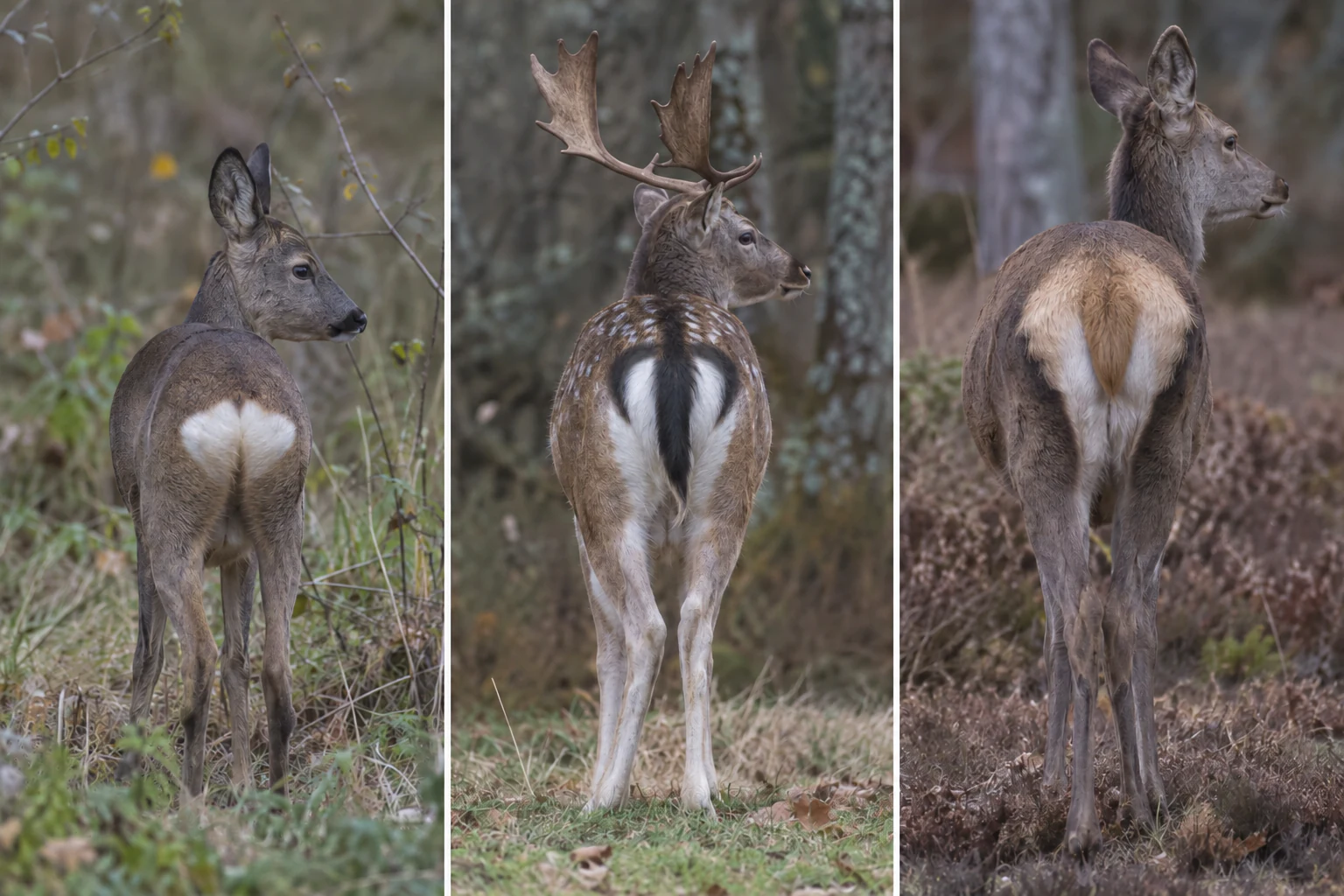 Tre hjortdjur bakifrån. Till vänster ett rådjur med vit akterspegel, i mitten en dovhjort med lång svart svans och mörk kant runt den vita akterspegeln, till höger en kronhjort med kort svans och ljust bakdelsfält.