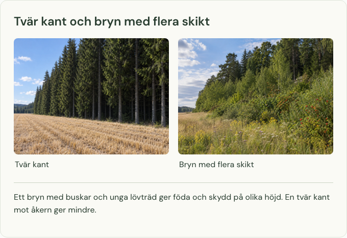 Två skogskanter mot en åker. Till vänster står hög granskog direkt mot åkern. Till höger går kanten i steg från gräs och örter via bärande buskar och unga lövträd till hög skog.