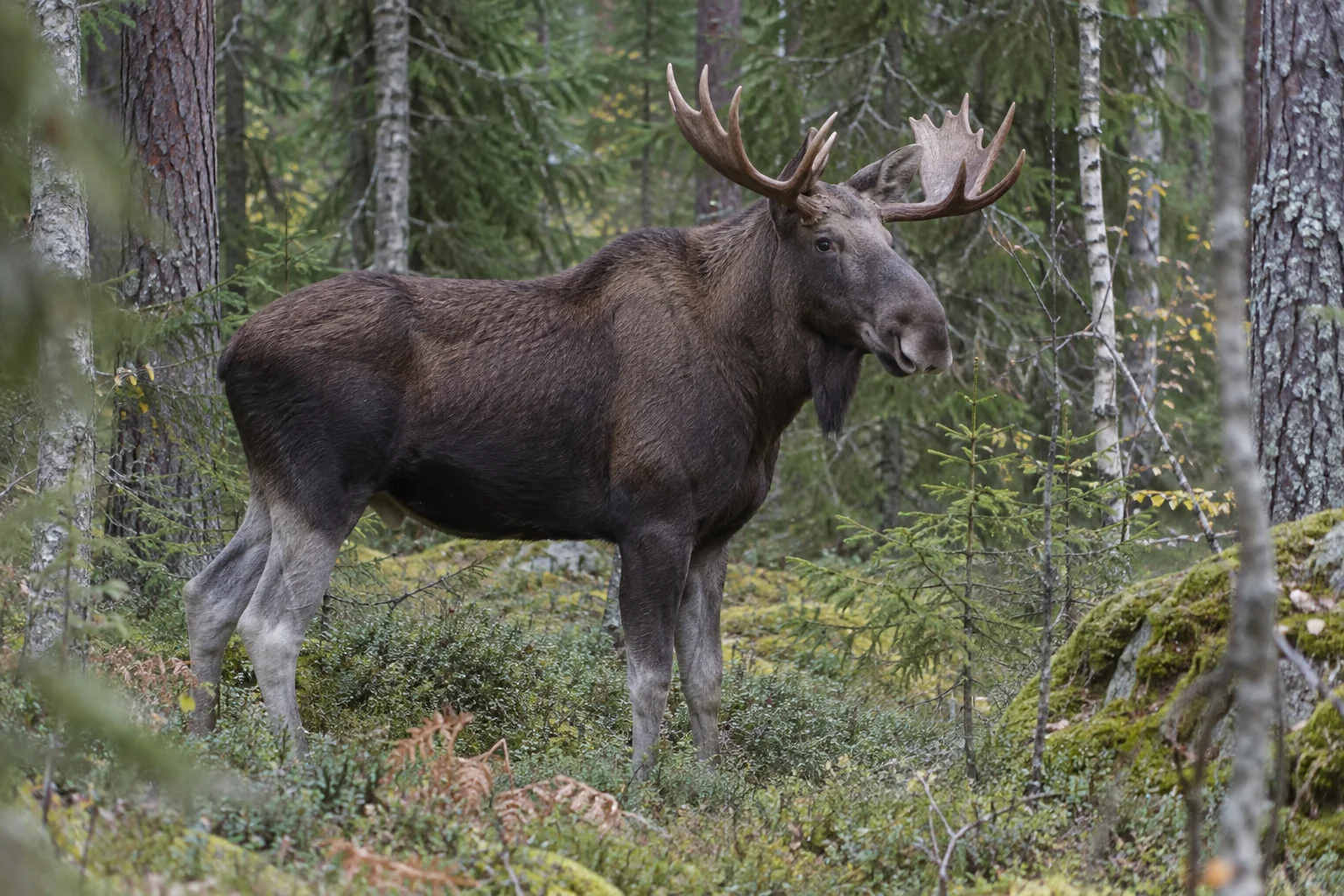 Älgtjur med skovelhorn bland gran, tall och björk i svensk skogsmiljö.