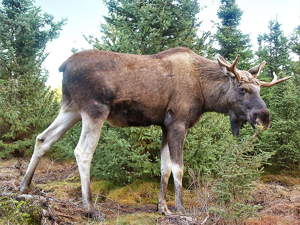 Älg med långa ljusa ben, kraftig mule och horn, sedd från sidan.
