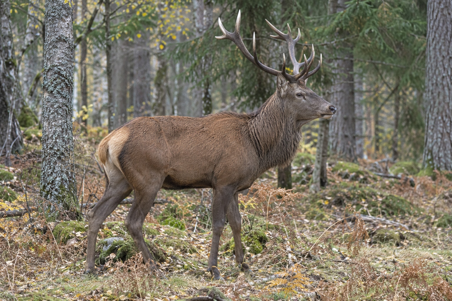 En kronhjortshane från sidan i svensk skogsmiljö. Greniga horn, lång hals, långa ben och kort svans syns.