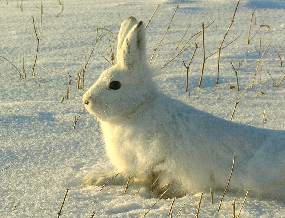 Skogshare med vit vinterpäls och mörka ögon, sittande i snö.